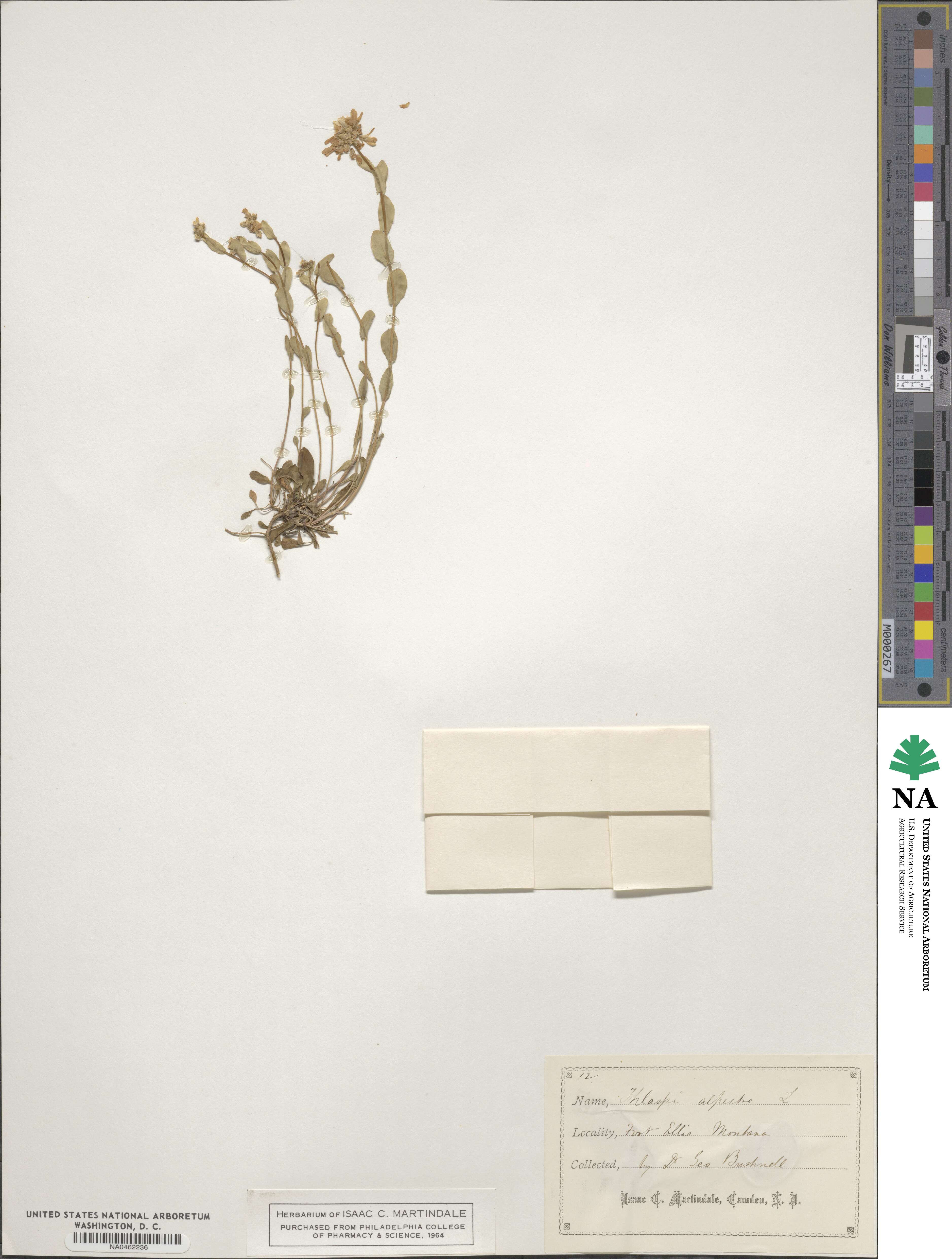 Thlaspi alpestre image