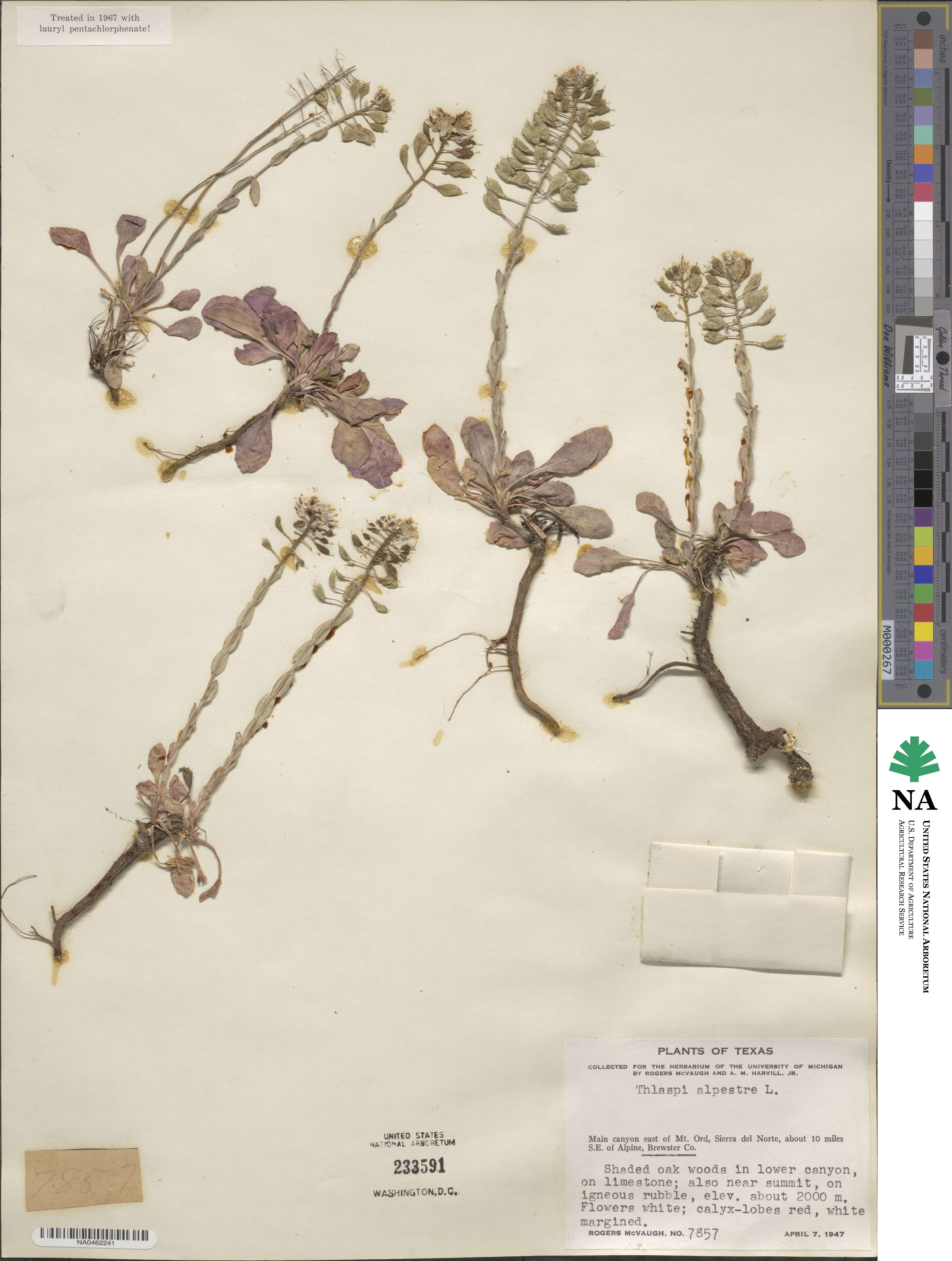 Thlaspi alpestre image