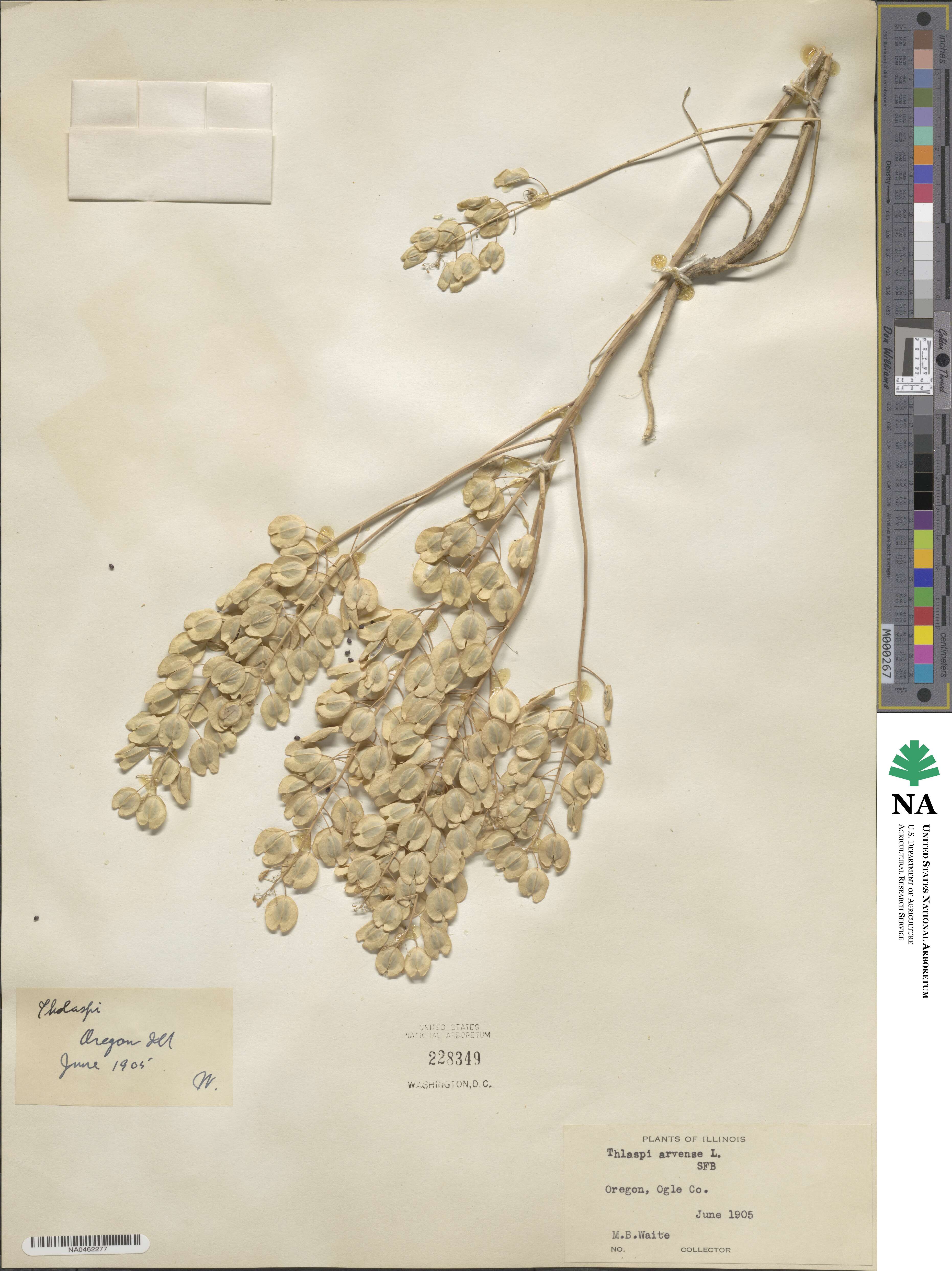 Thlaspi arvense image