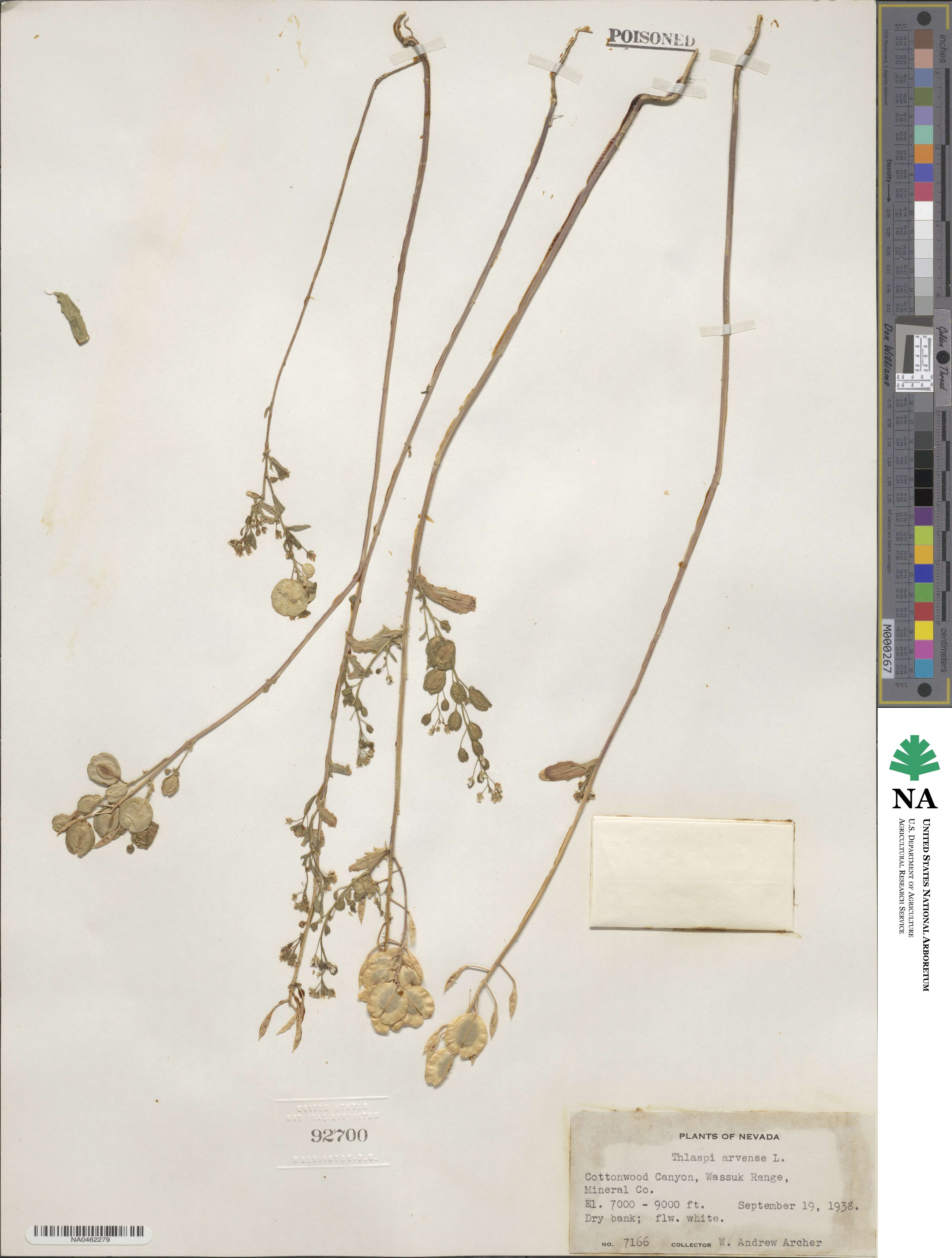 Thlaspi arvense image