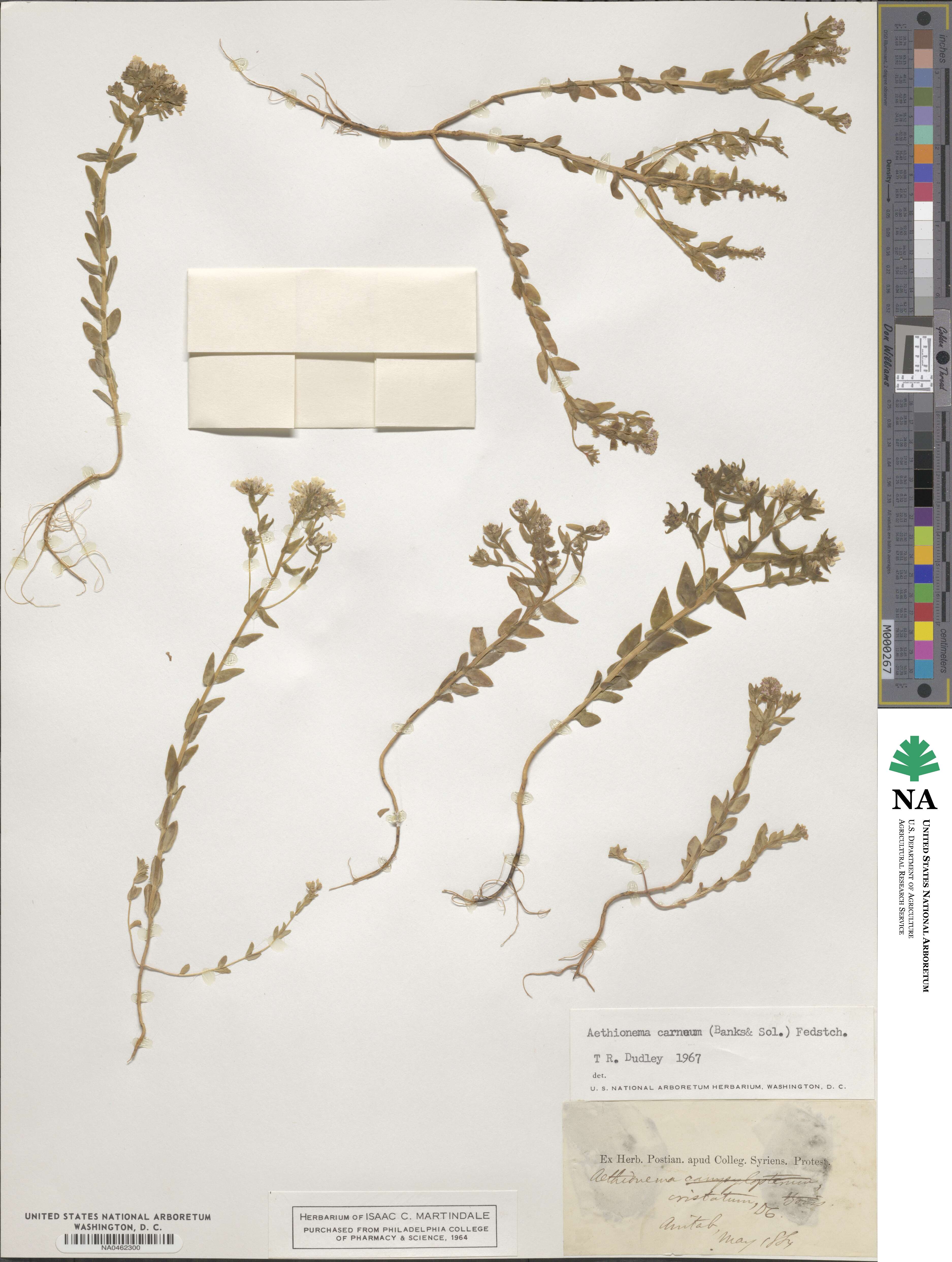 Aethionema carneum image