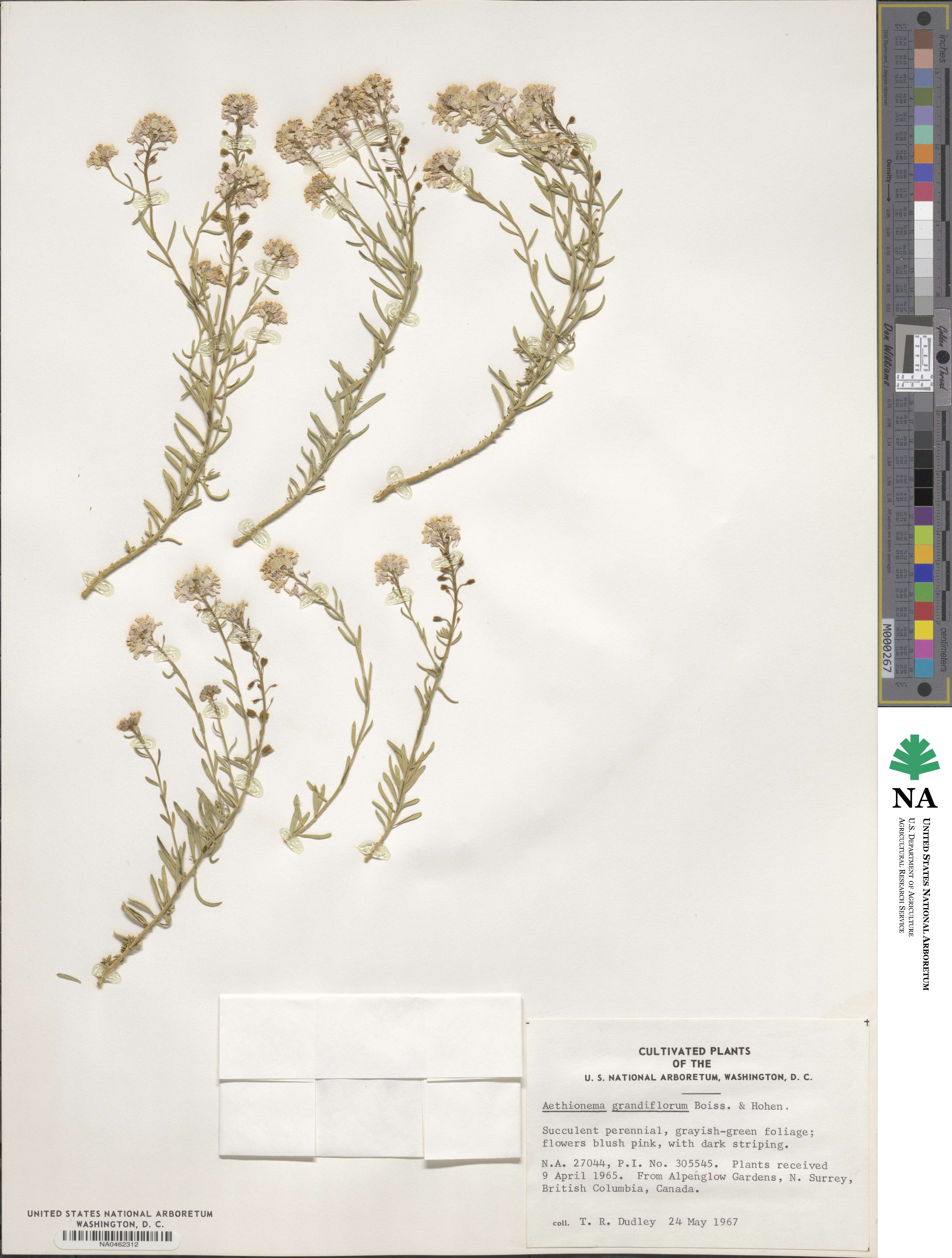 Aethionema grandiflorum image