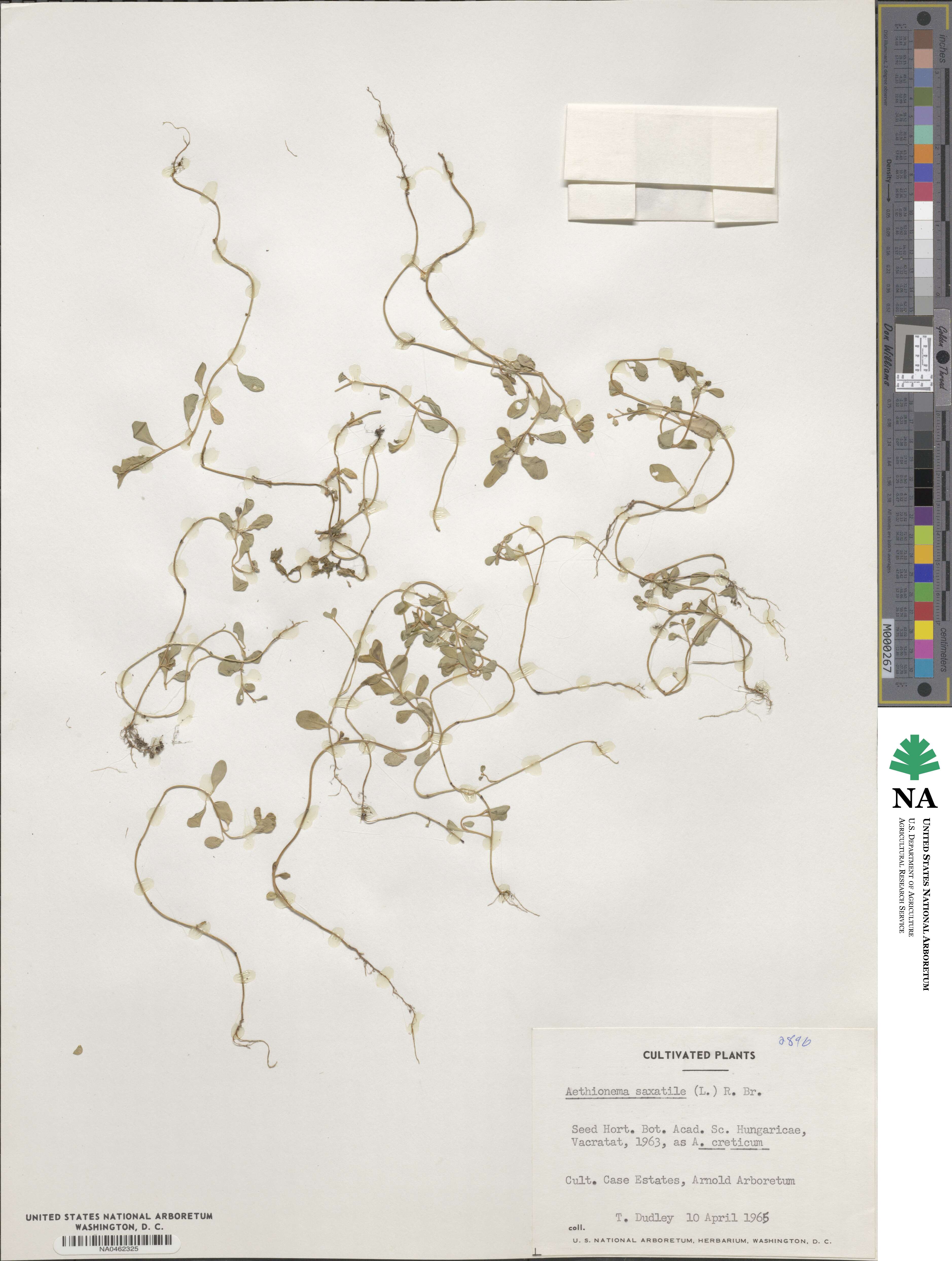 Aethionema image