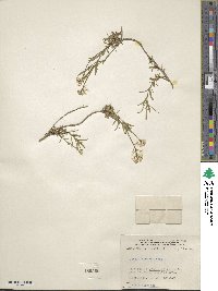 Iberis sempervirens image