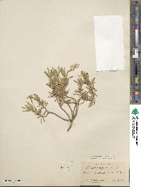 Iberis sempervirens image