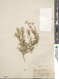 Iberis sempervirens image