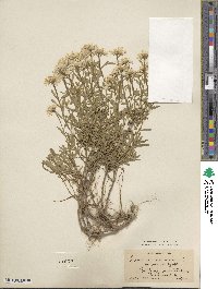 Iberis sempervirens image