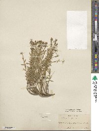 Iberis sempervirens image