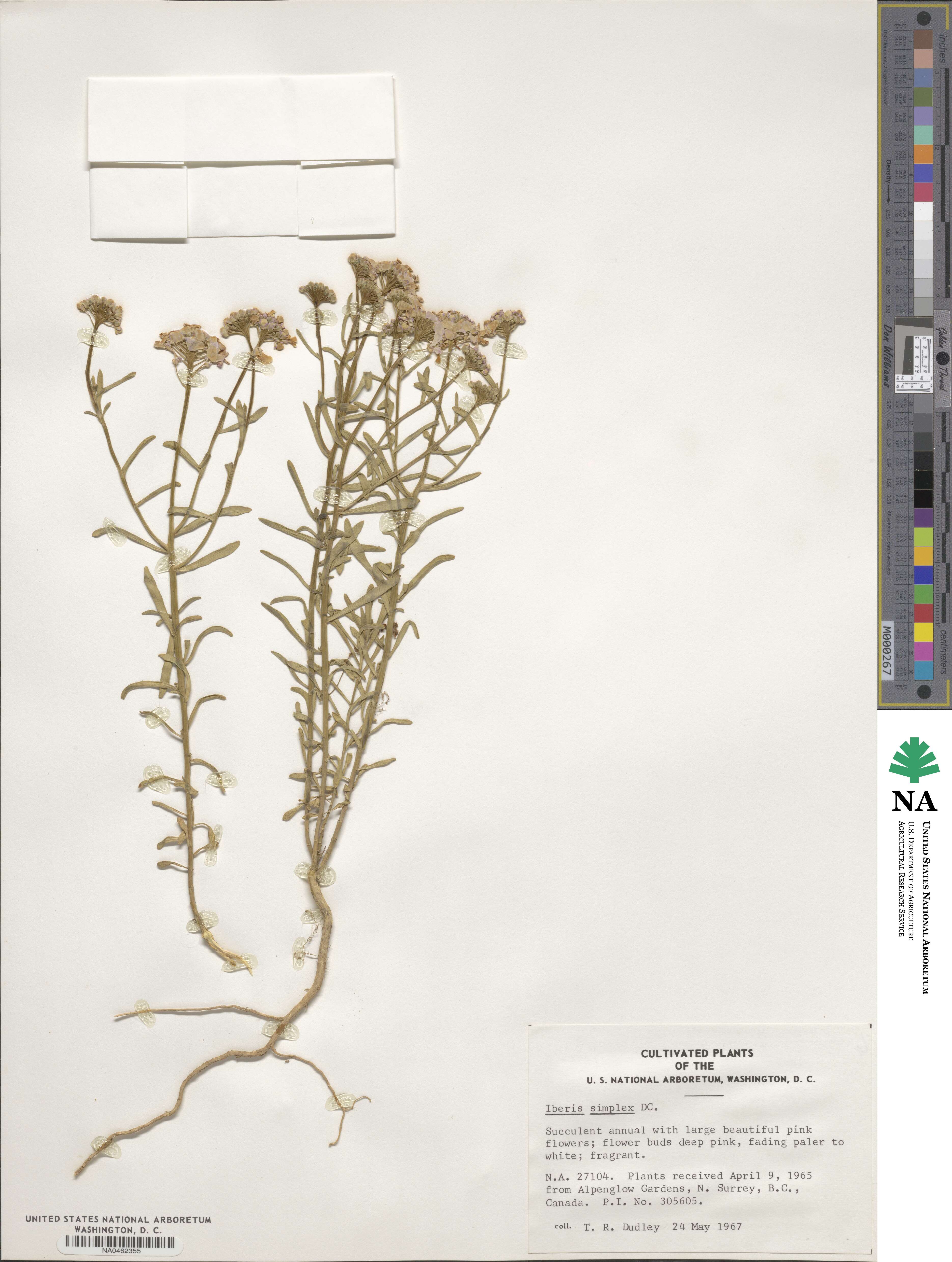 Iberis simplex image