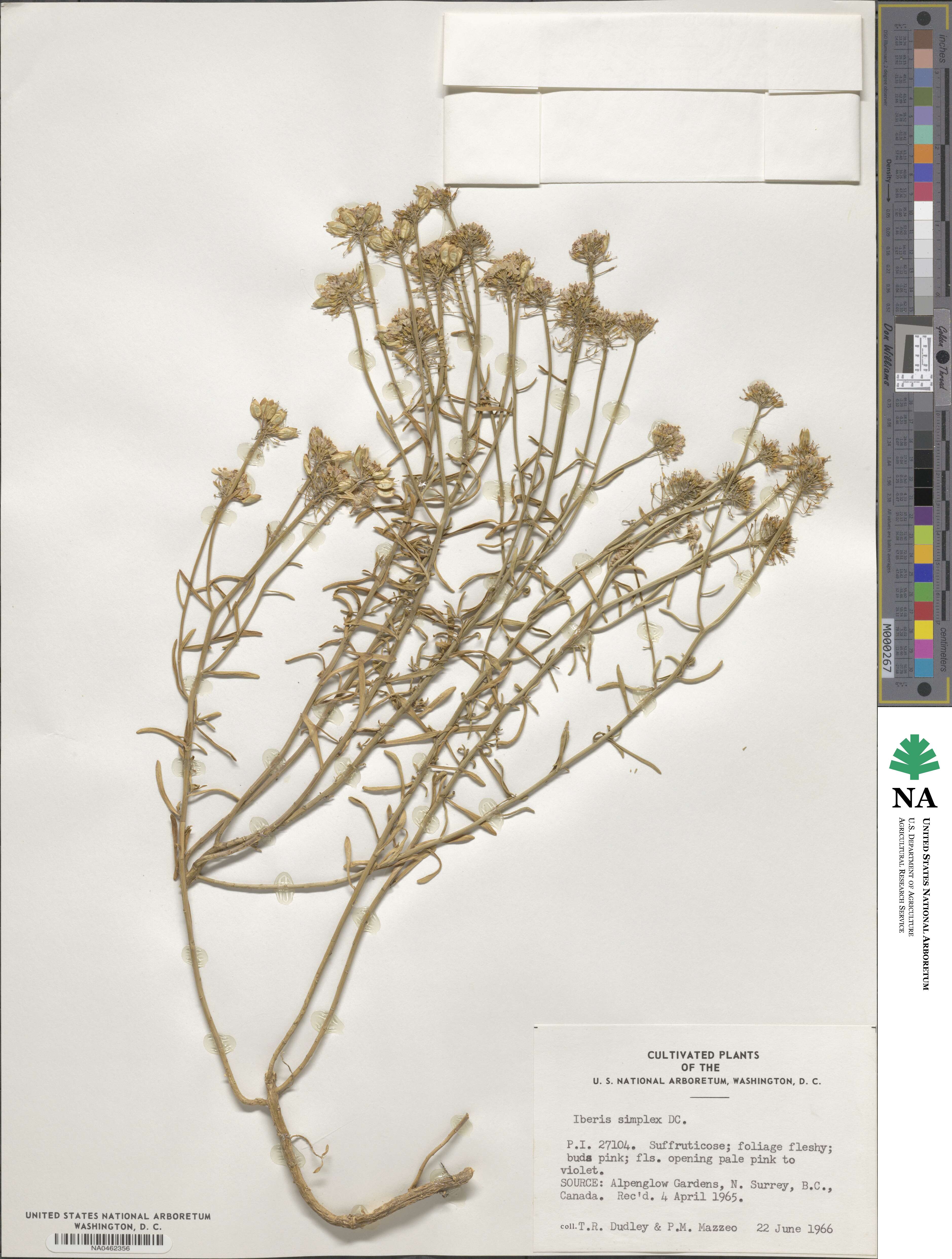 Iberis simplex image