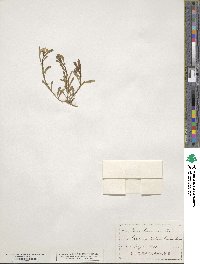 Iberis tenoreana image