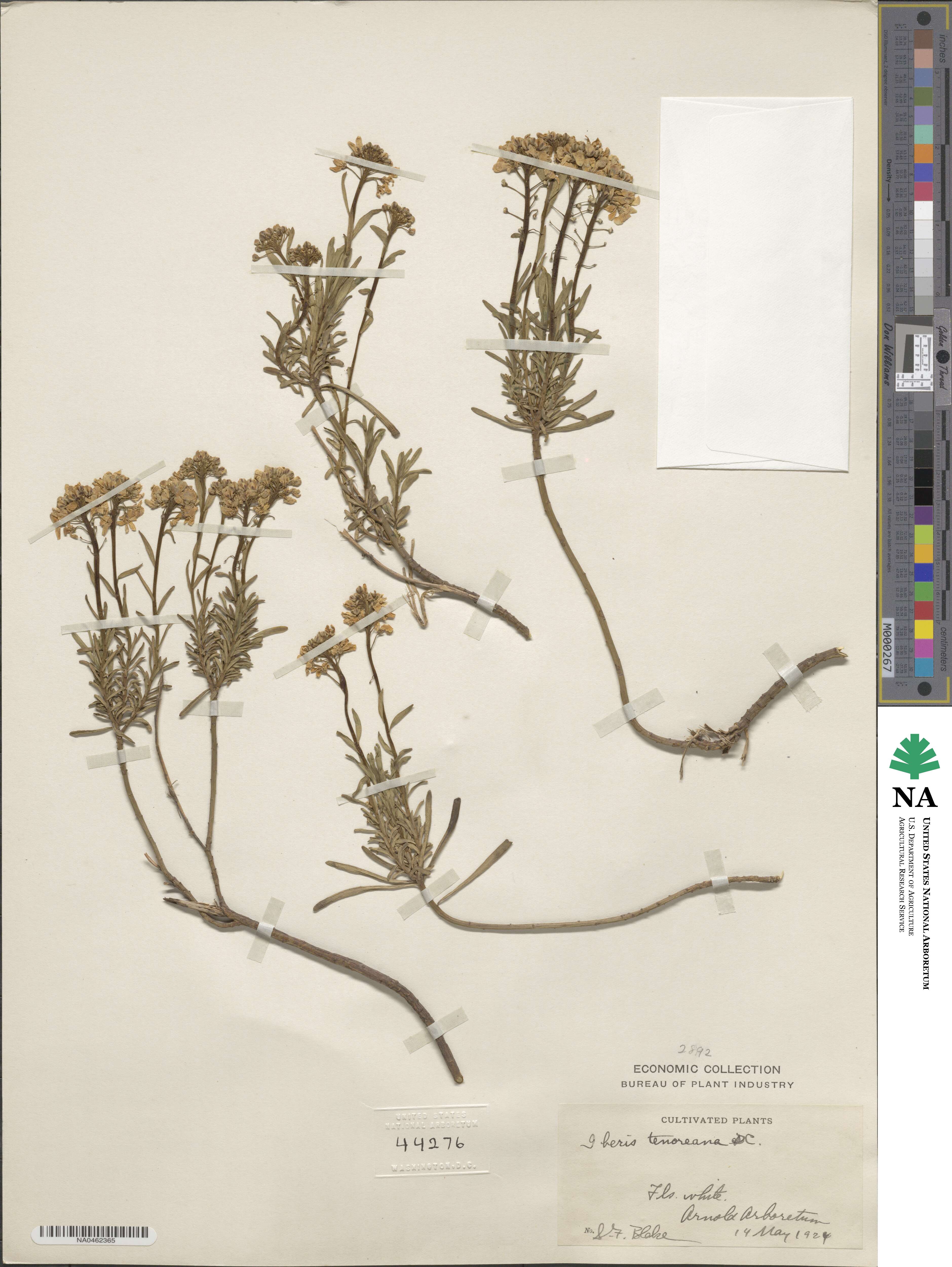 Iberis tenoreana image