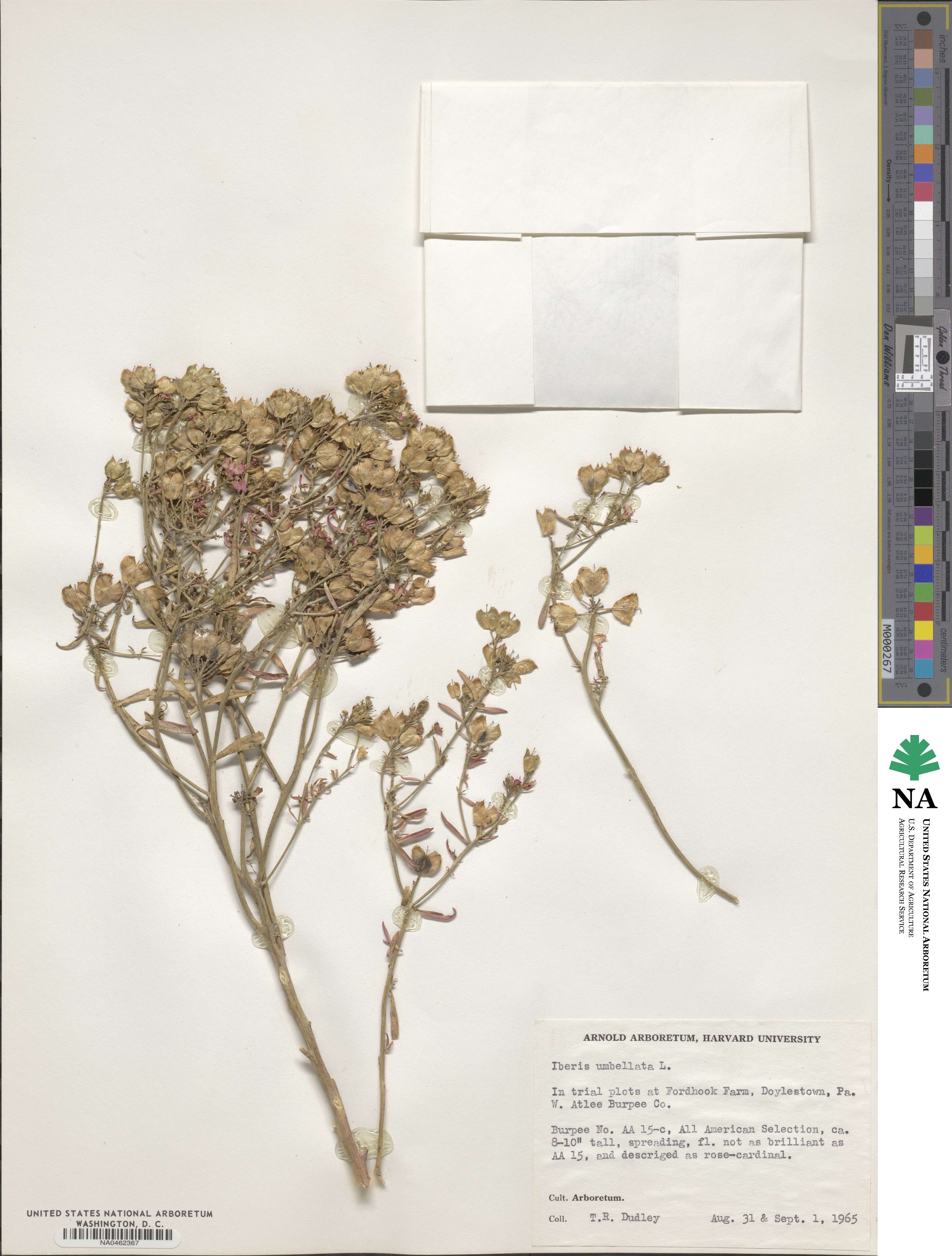 Iberis umbellata image