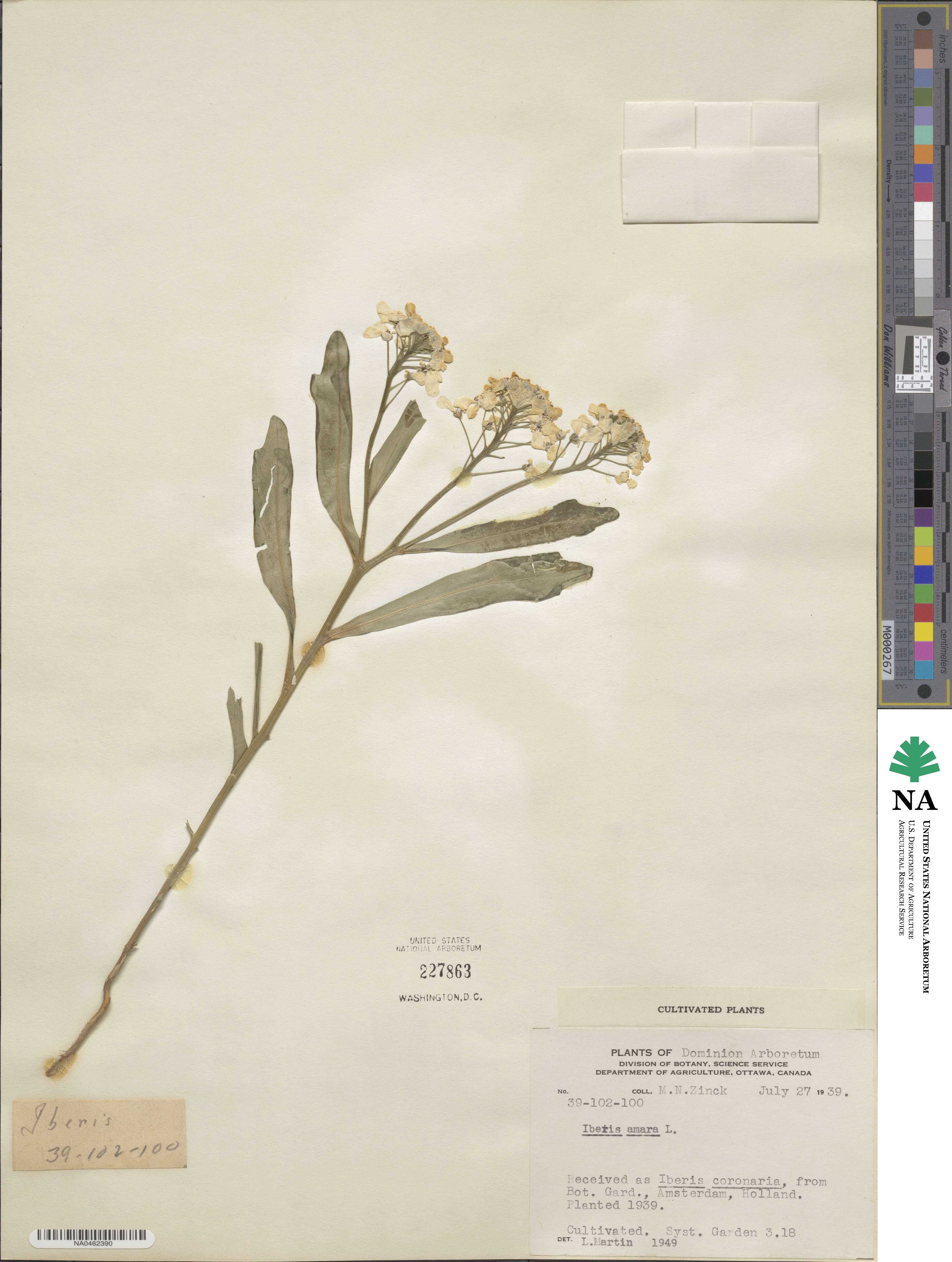 Iberis amara image