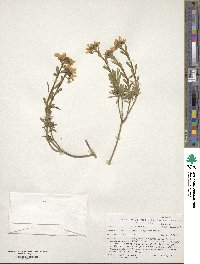 Iberis sempervirens image