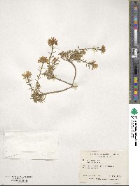 Iberis sempervirens image