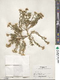 Iberis sempervirens image