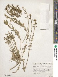 Iberis sempervirens image