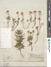 Iberis sempervirens image