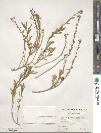 Iberis sempervirens image