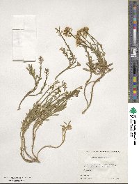 Iberis sempervirens image