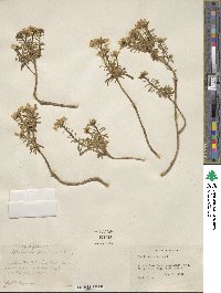 Iberis sempervirens image