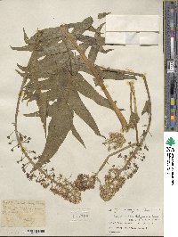 Megacarpaea polyandra image