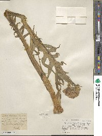 Megacarpaea polyandra image