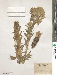 Megacarpaea polyandra image