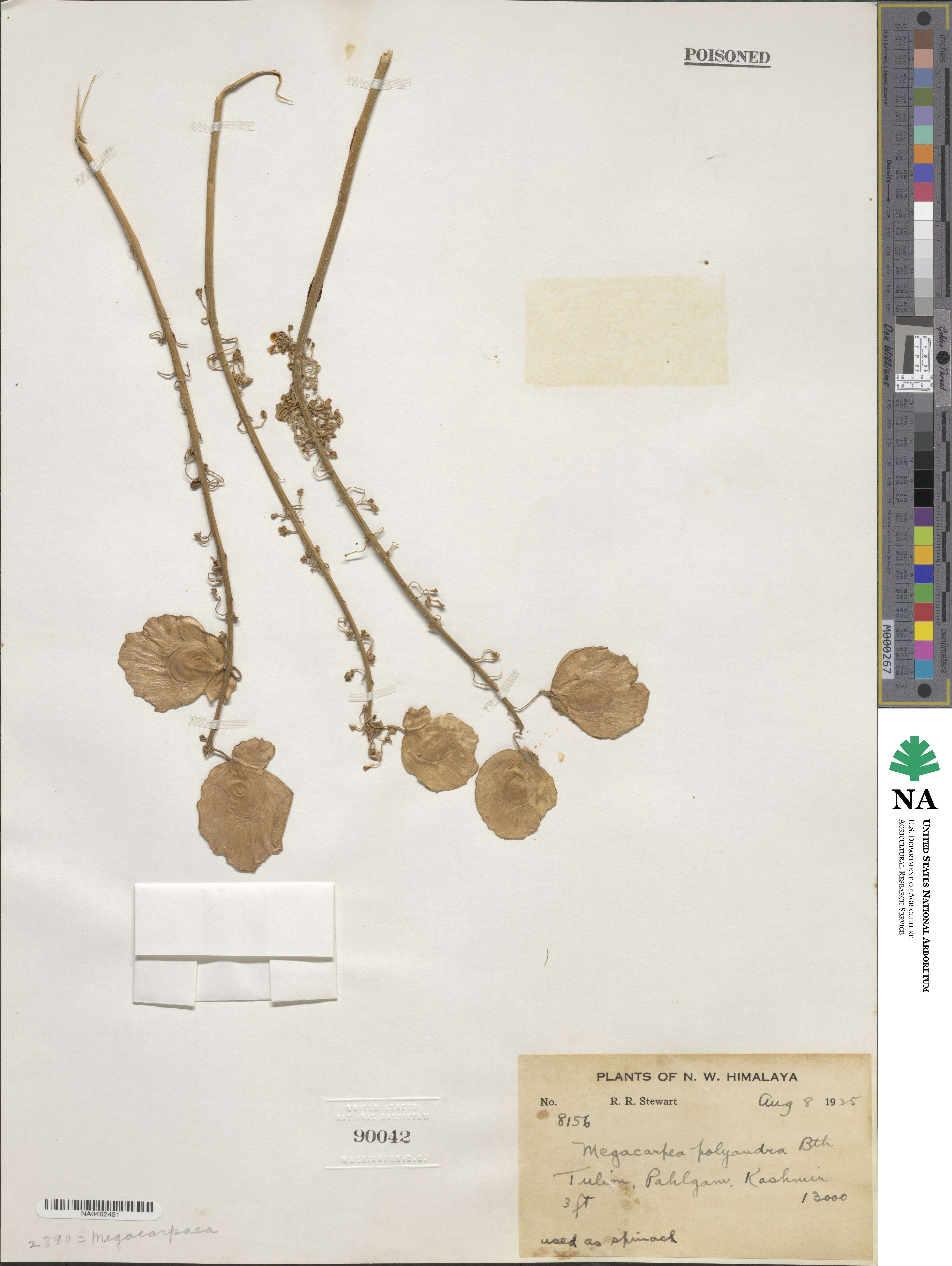 Megacarpaea polyandra image