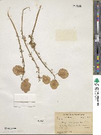 Megacarpaea polyandra image
