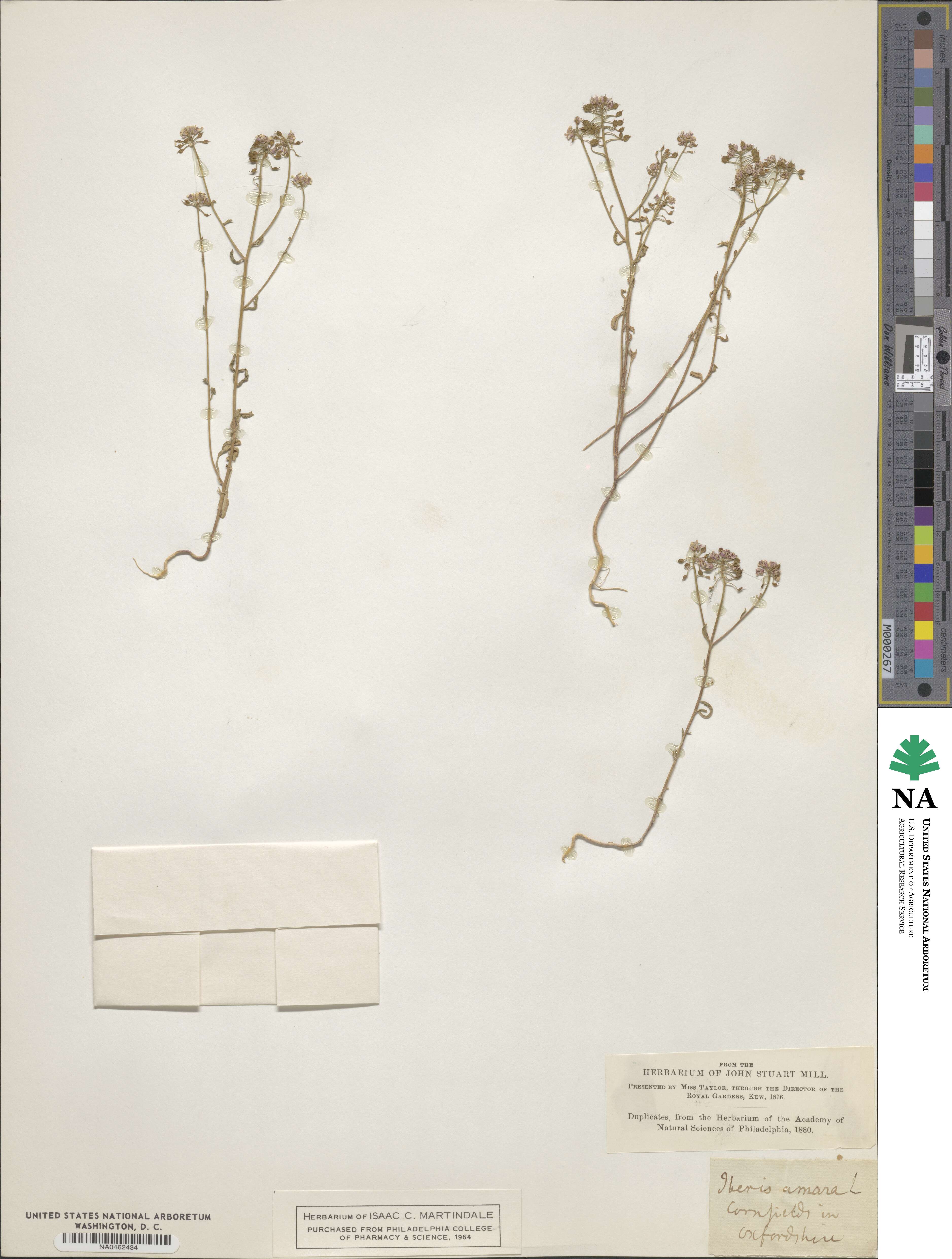 Iberis amara image
