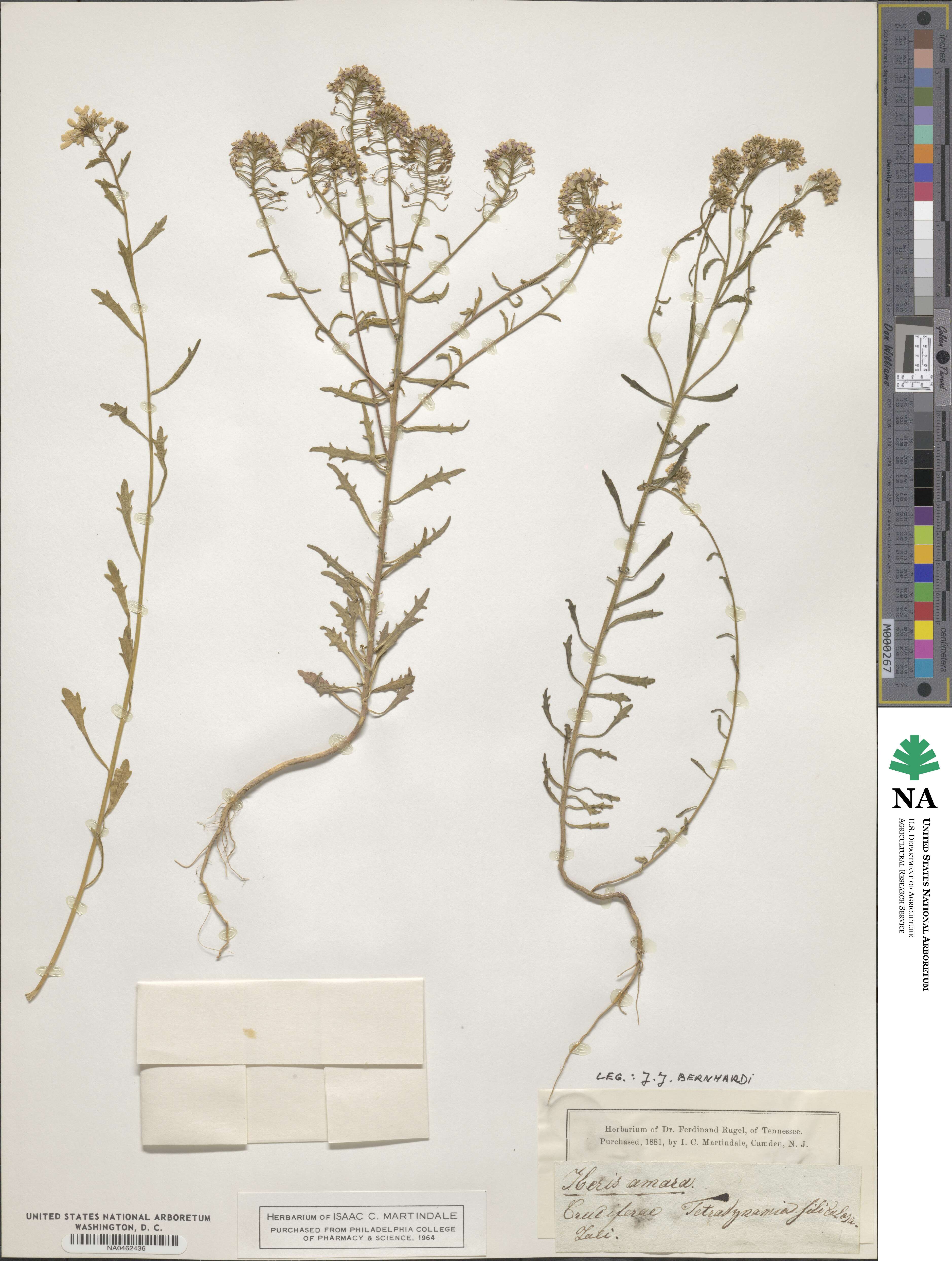 Iberis amara image
