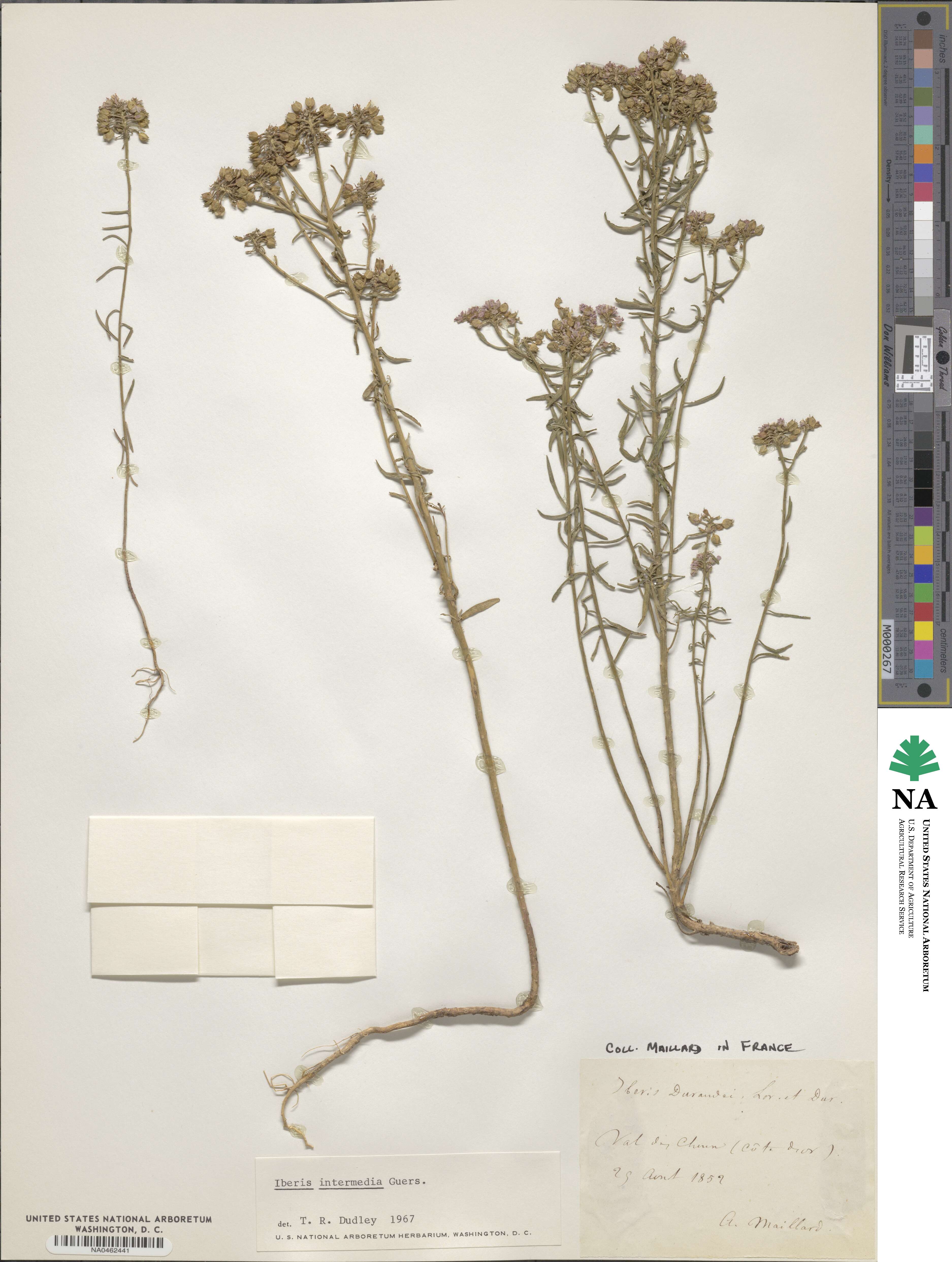 Iberis intermedia image