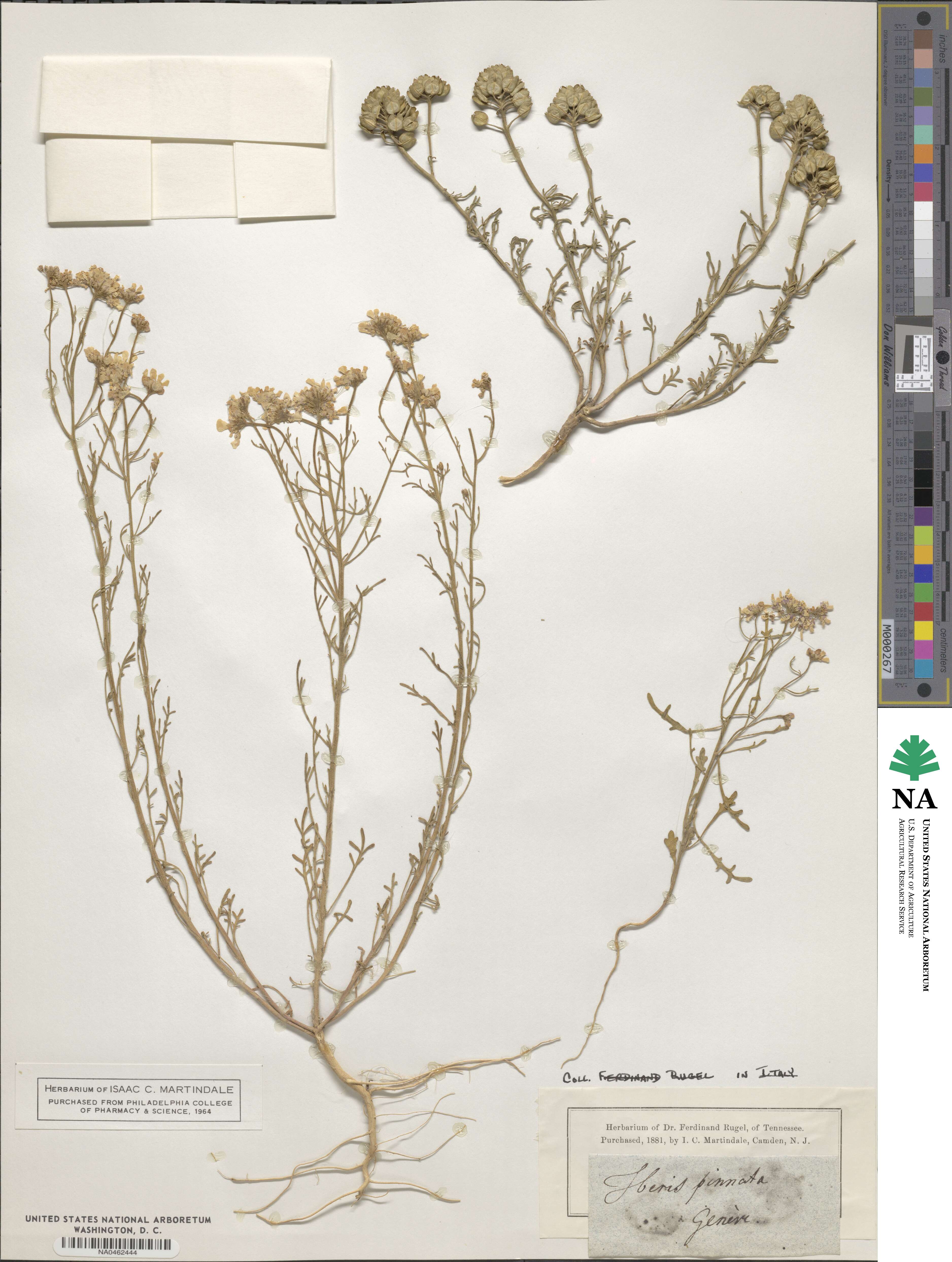 Iberis pinnata image