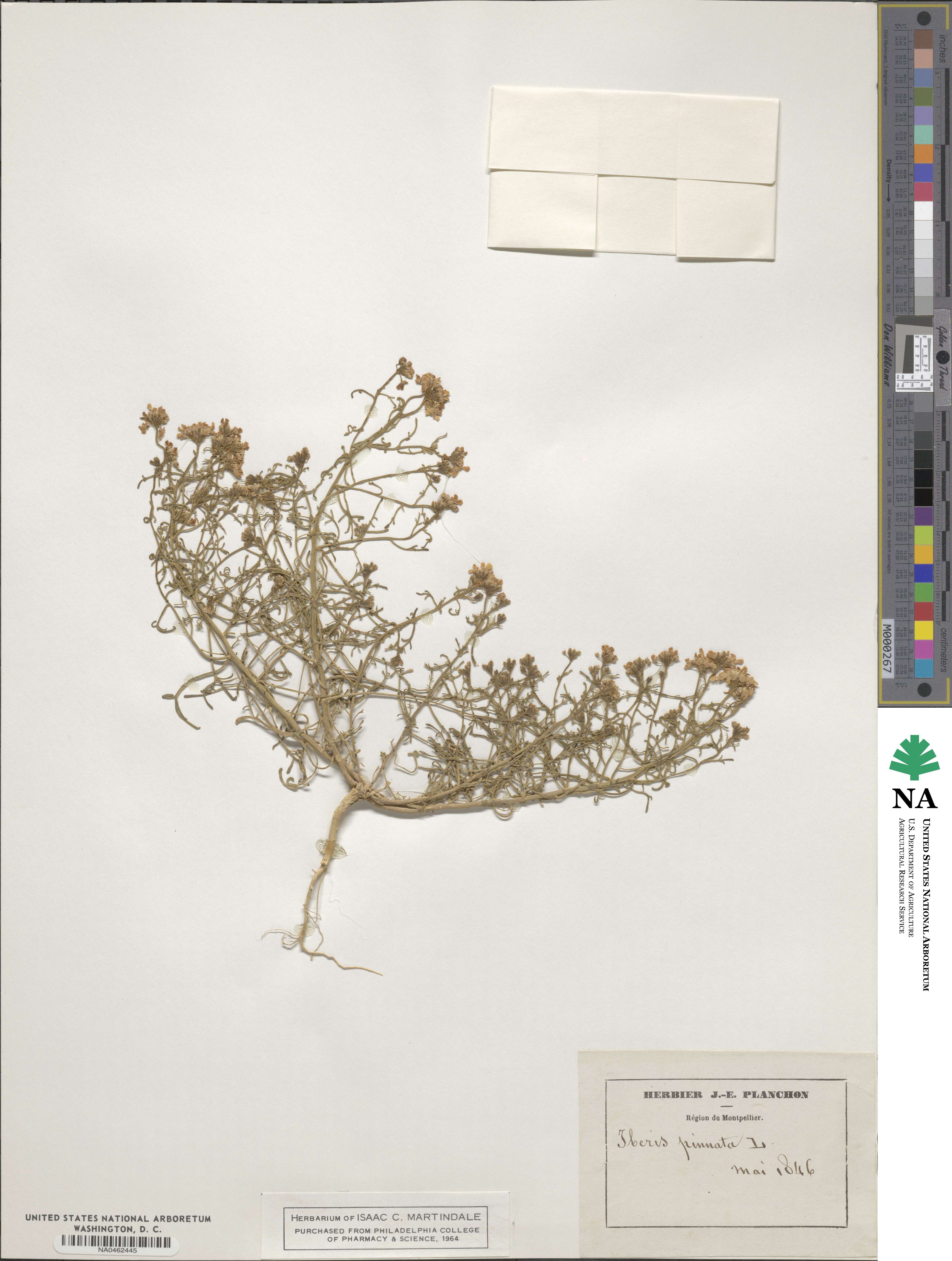Iberis pinnata image