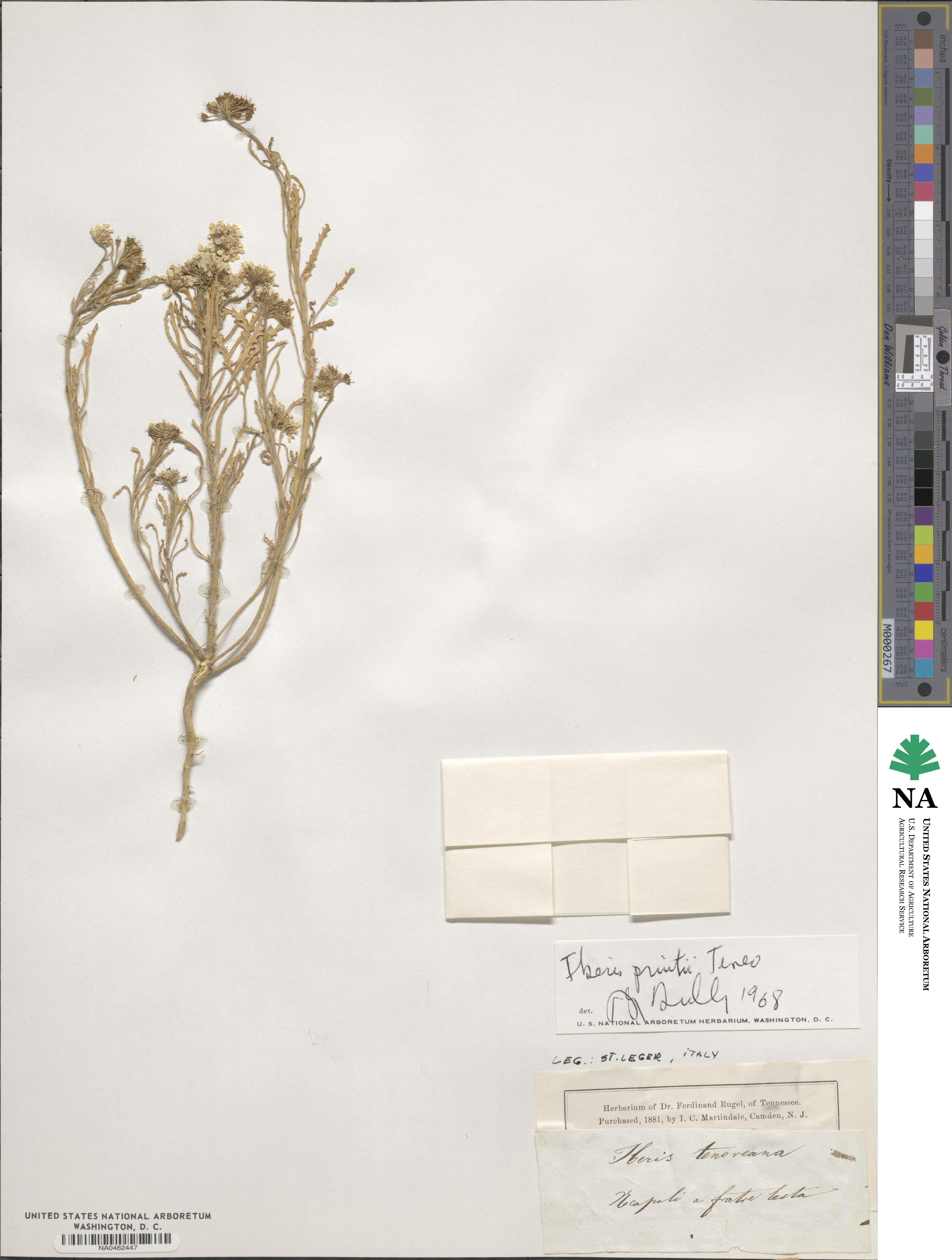 Iberis pruitii image