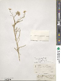 Iberis pruitii image