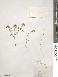 Iberis pruitii image