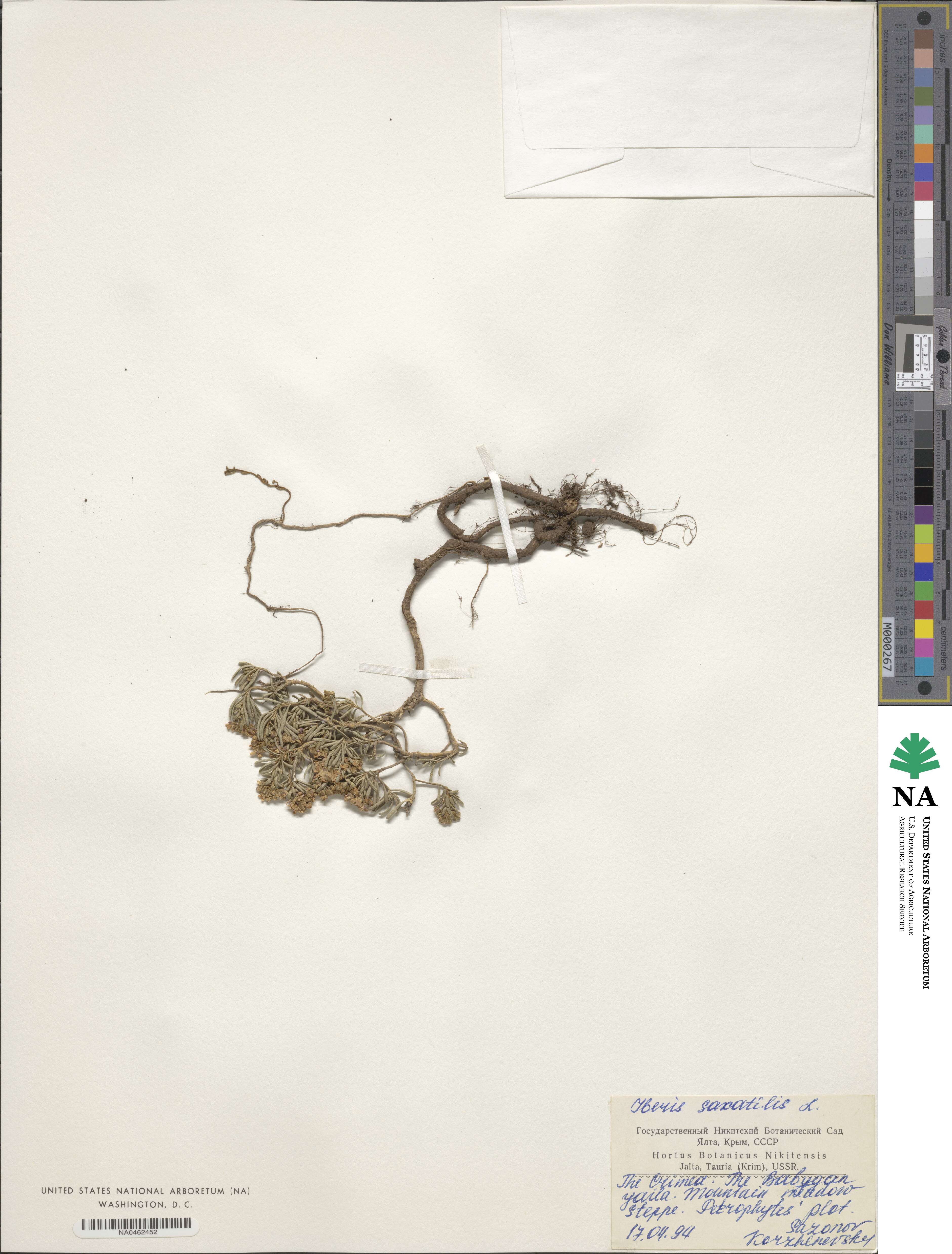 Iberis saxatilis image