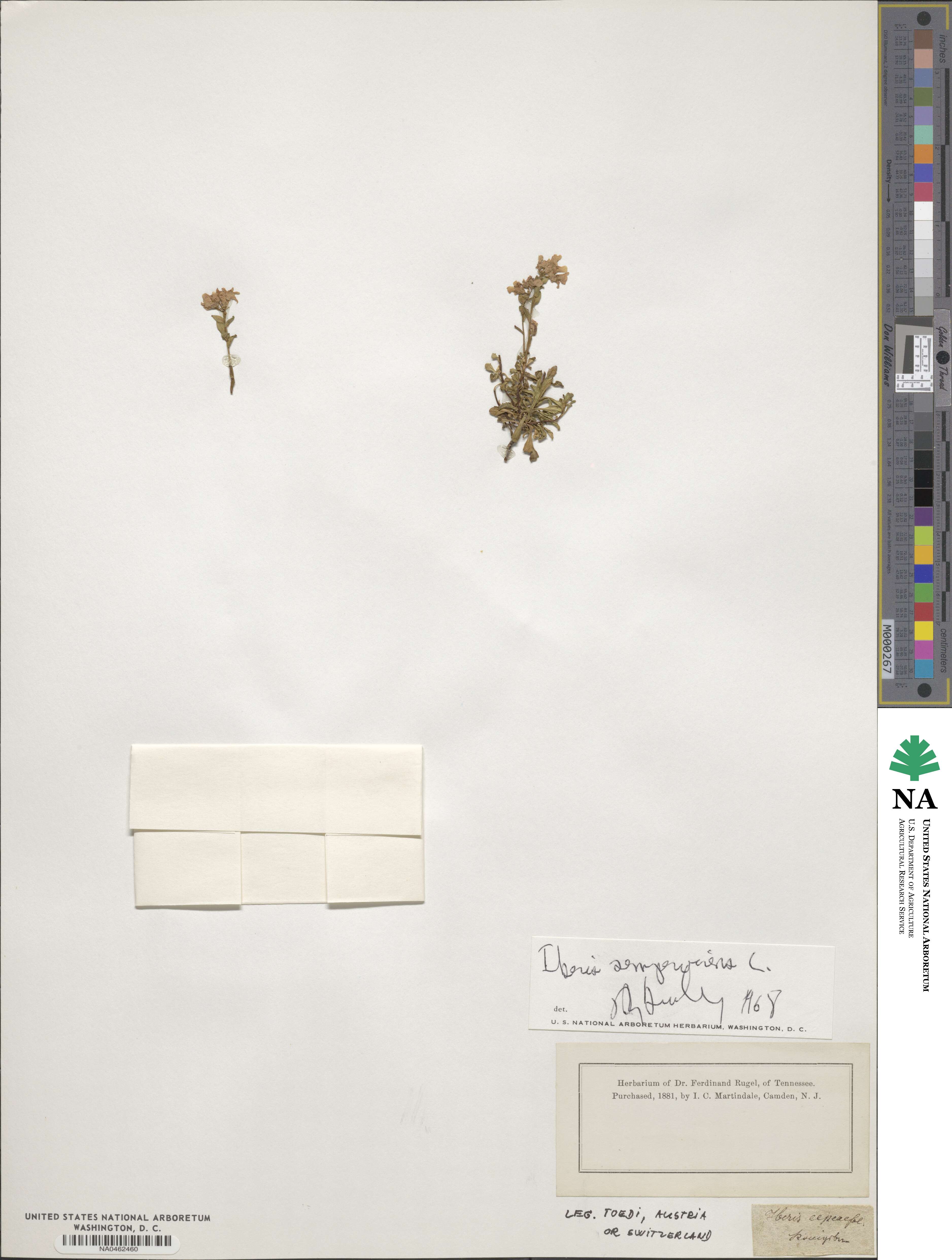 Iberis sempervirens image