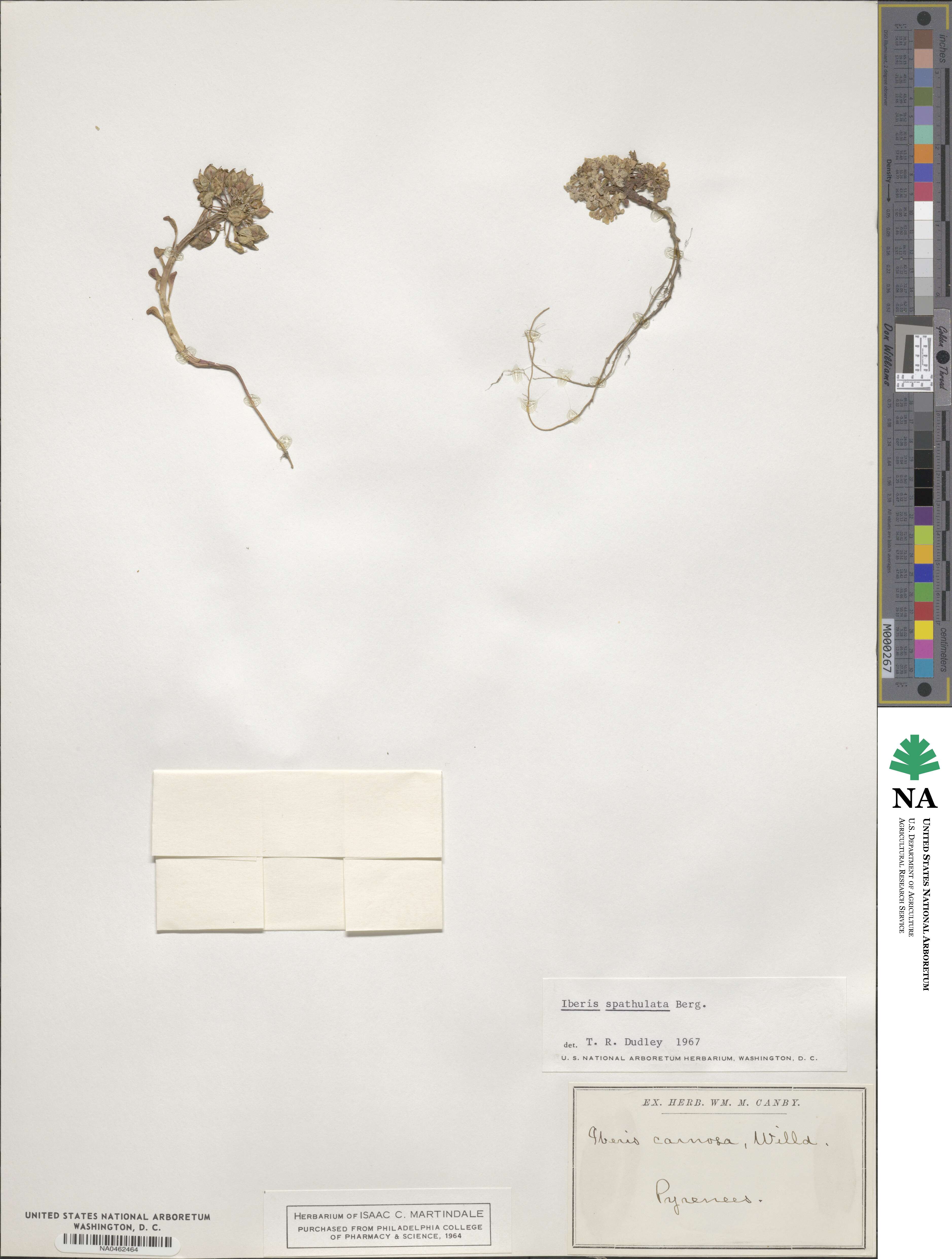 Iberis spathulata image