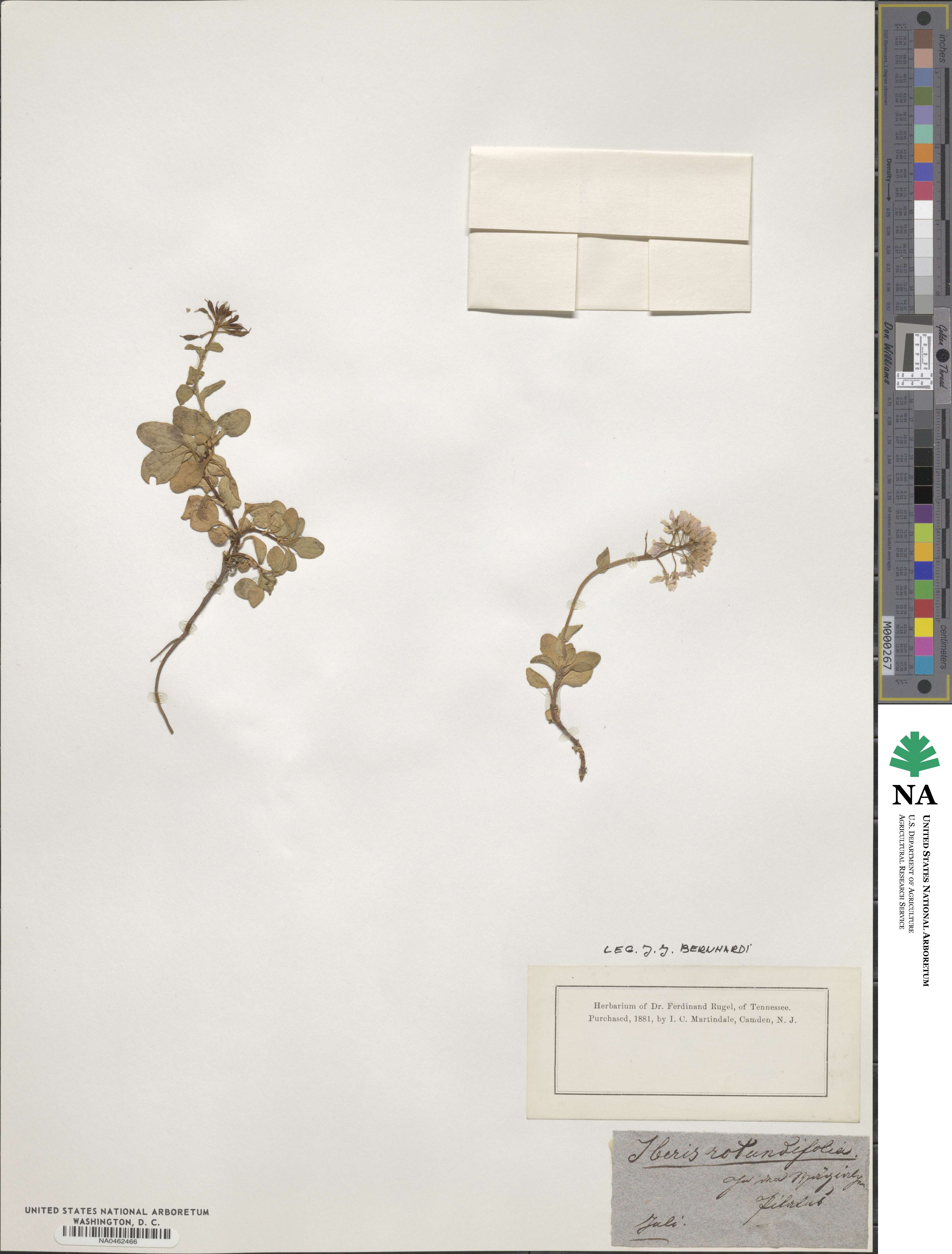 Iberis spathulata image
