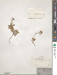 Iberis spathulata image