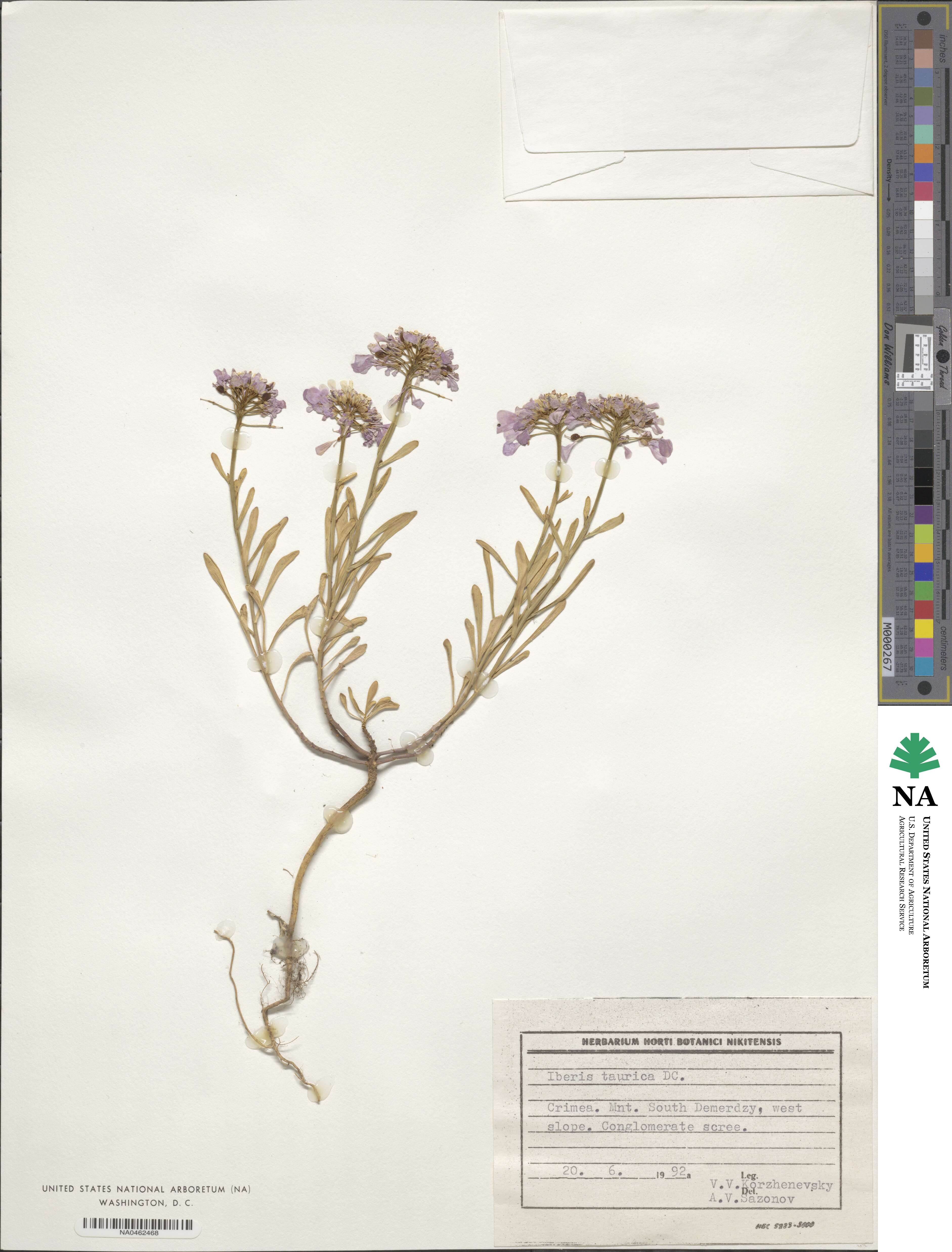Iberis simplex image
