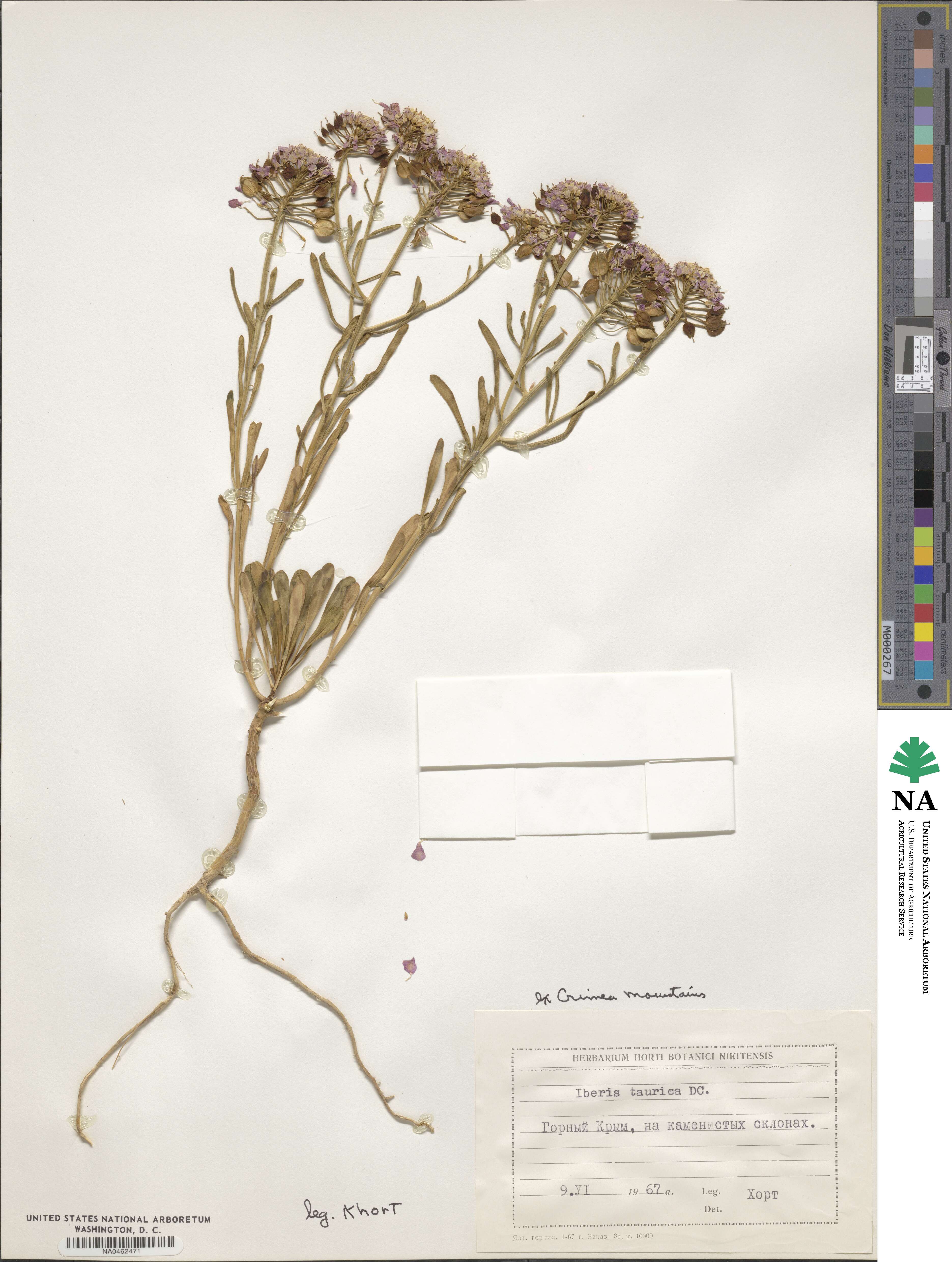 Iberis simplex image