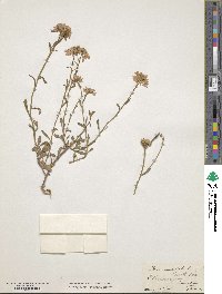 Iberis pruitii image