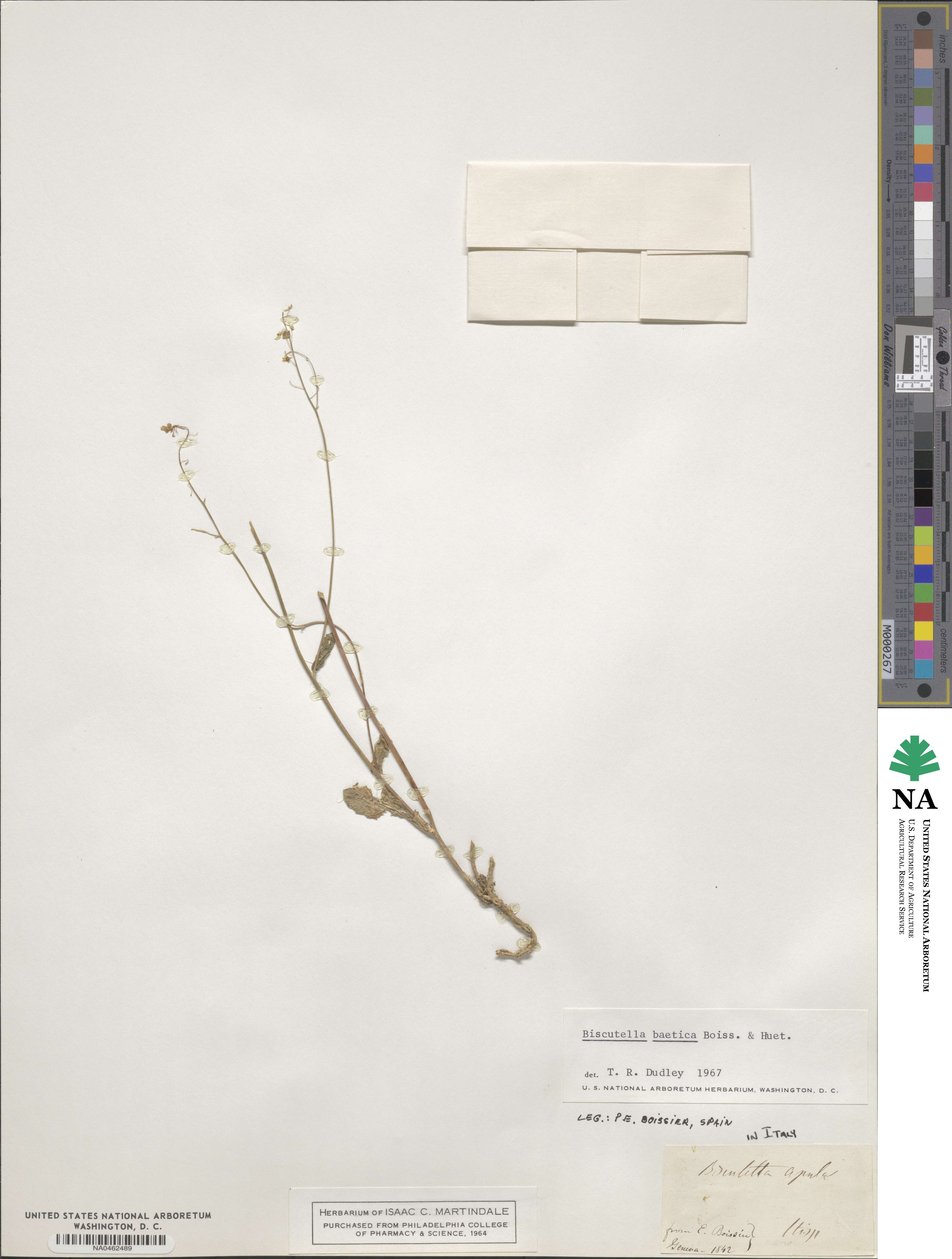 Biscutella baetica image