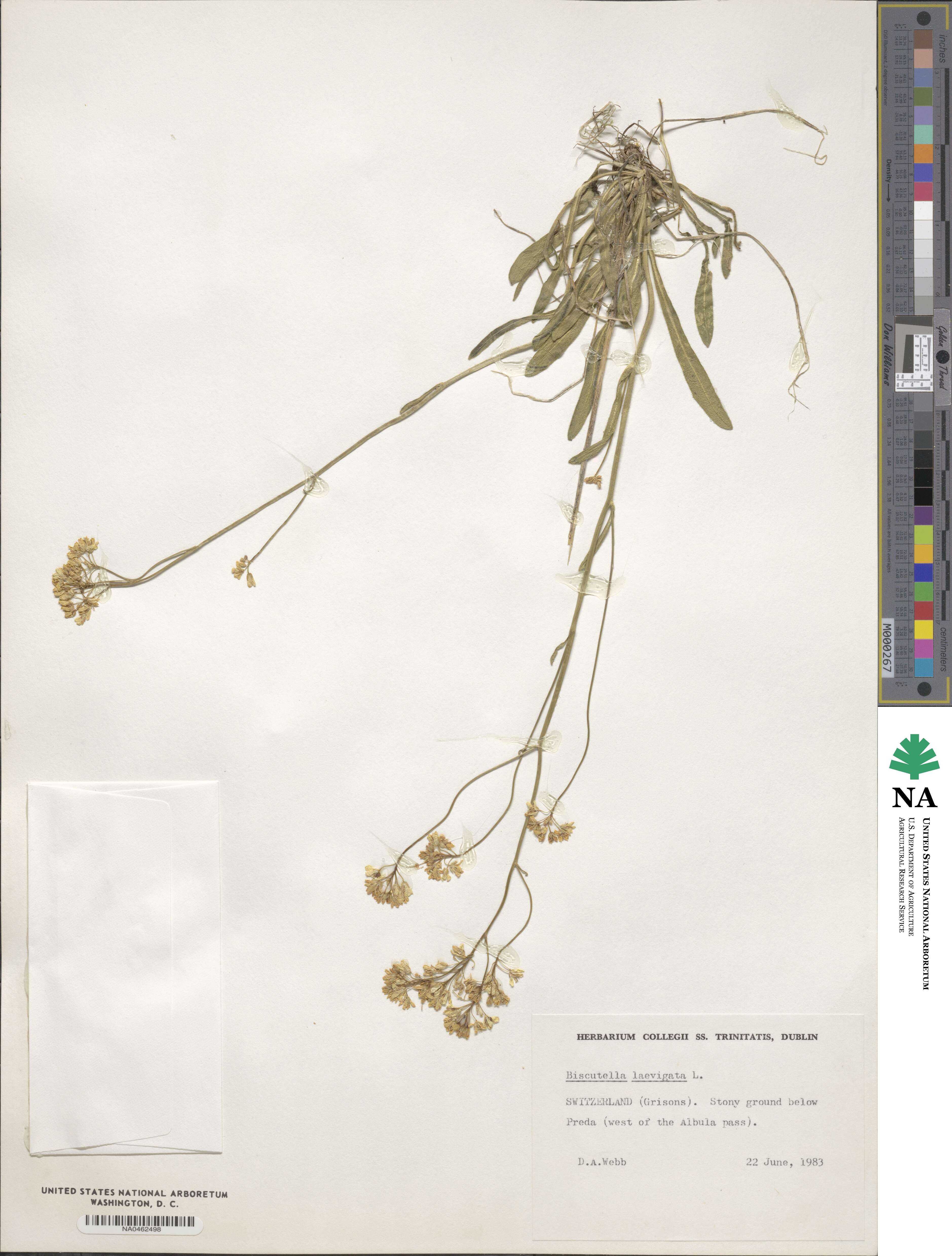 Biscutella laevigata image