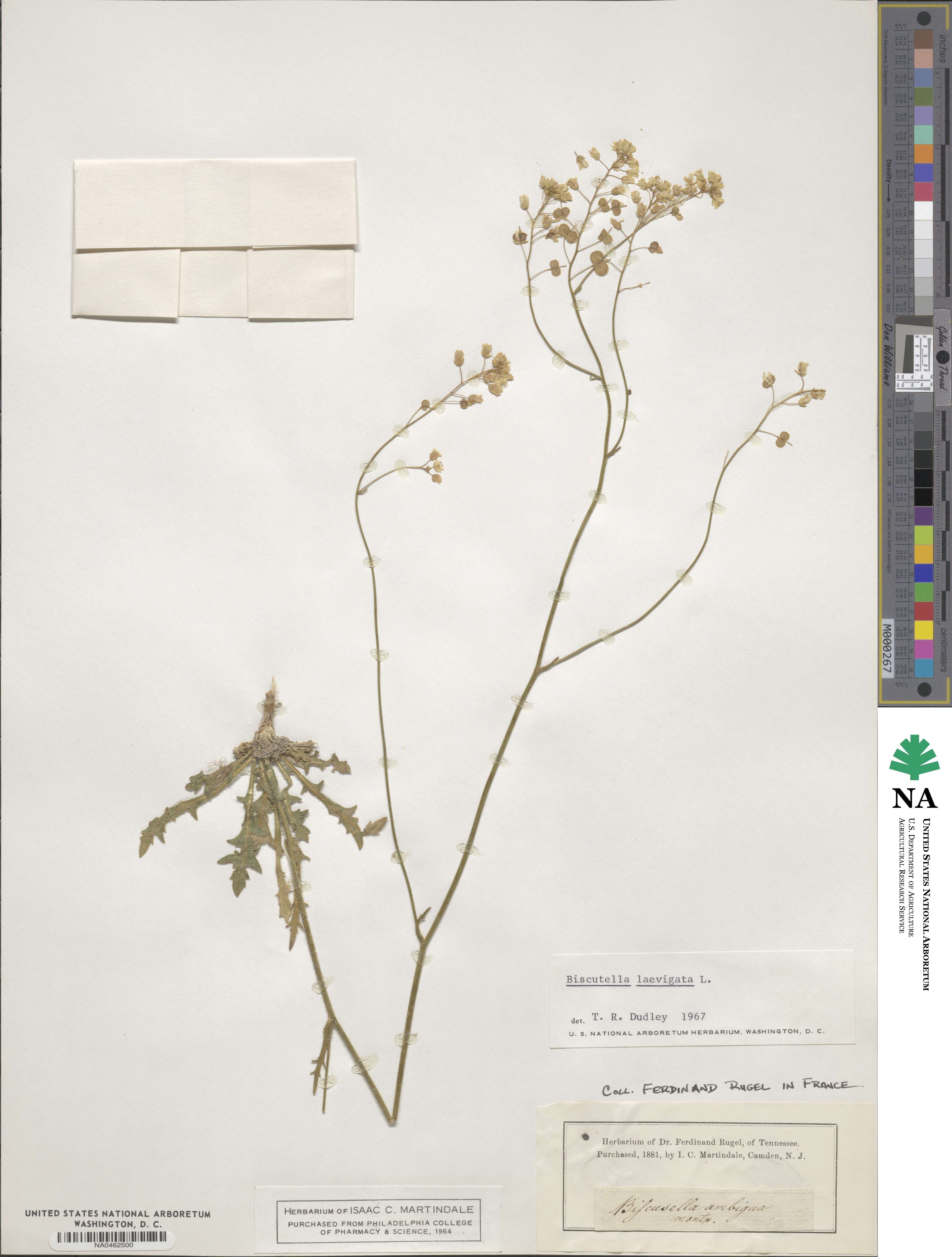 Biscutella laevigata image
